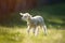 A small lamb lamb takes its first steps in the spring on the green grass.