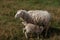 Small Lamb suckling his mother.