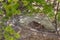 Small land crab Cardisoma carnifex stands near its sandy hole and looks warily through the bush