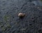 Small land snail moving along a dark wet wall on a rainy day