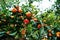 Small lantern hanging on kumquat trees