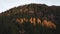 Small larch forest on the mountainside. Genus of conifers from the Pinaceae family in the fall season