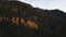 Small larch forest on the mountainside. Genus of conifers from the Pinaceae family in the fall season