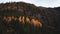 Small larch forest on the mountainside. Genus of conifers from the Pinaceae family in the fall season