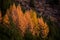 Small larch forest on the mountainside. Genus of conifers from the Pinaceae family in the fall season