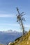 Small larch tree with view on mountains