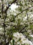 Small and large pear flowers. Spring flowering pear in the garden.