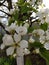 Small and large pear flowers. Spring flowering pear in the garden.