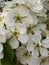 Small and large pear flowers. Spring flowering pear in the garden.