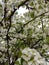 Small and large pear flowers. Spring flowering pear in the garden.