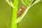 A Small larvae insect on a plant in the meadow