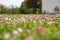 Small lawn flowers blooming in front of old countryside home on a warm spring day