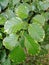 small leaf ornamental plant with a dominant green color