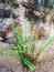 Small leaf plant in my garden