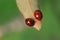 On a small leaf sit two ladybugs on a green background