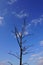Small leafless tree on blue sky with light clouds.