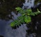 small leafy plant on the water