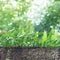 Small leather-leaf fern growing on the tree