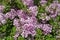 Small-leaved lilac Superba Syringa microphylla Superba. Bloom