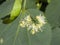 Small-leaved lime or littleleaf linden, Tilia cordata, flowers macro, selective focus, shallow DOF