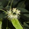 Small-leaved lime or littleleaf linden, Tilia cordata, flowers macro, selective focus, shallow DOF
