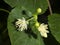 Small-leaved lime or littleleaf linden, Tilia cordata, flowers macro, selective focus, shallow DOF