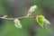 Small-leaved lime (Tilia cordata)