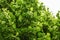 Small leaved lime Tilia cordata tree, detail on branches cover