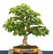 Small leaved linden als bonsai tree