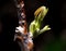 Small leaves on walnut branches