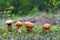 Small leccinum grows in moss