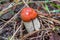 Small Leccinum mushroom in the forest grass and pine needles