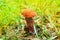 Small Leccinum mushroom in the forest grass and pine needles in the sunlight,