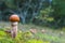 Small leccinum mushrooms grows