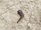 small leech crawls over bare soil in search of moisture.