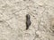 small leech crawls over bare soil in search of moisture.