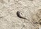 small leech crawls over bare soil in search of moisture.