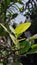 Small lemon tree on a branch.