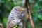A small lemur on a branch eats on a blade of grass