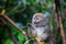 A small lemur on a branch eats on a blade of grass