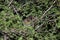 A small lemur hides between the branches and the foliage of a tree