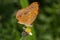 Small leopard, Phalanta alcippe alcippoides butterfly