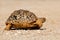 Small leopard tortoise walking