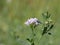 Small light blue alfalfa flowers on a background of green grass in a meadow on a sunny summer day. A good forage plant