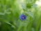 A small light blue anagalis flower on a sunny summer day. Beautiful fragrant wildflower in the meadow.