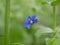 A small light blue anagalis flower on a sunny summer day. Beautiful fragrant wildflower in the meadow.