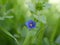 A small light blue anagalis flower on a sunny summer day. Beautiful fragrant wildflower in the meadow