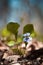 Small light blue violet bush Viola odorata in a sunny spring forest glade, close up view