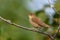 A small light brown bird Acrocephalus dumetorum sits on a dry branch with stuck down fluffs