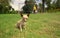 Small light brown and white Pinscher puppy sitting on the grass in the middle of the park with background of defocused green